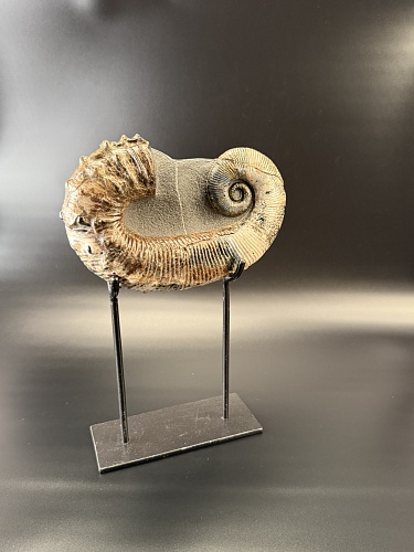 Развернутый аммонит Audouliceras 210х120х50 мм