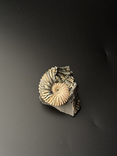 Аммонит Deshayesites volgensis 41х40 мм