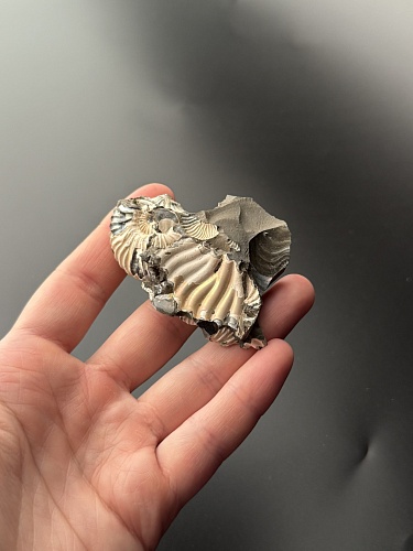 Аммонит Deshayesites volgensis 69х43 мм