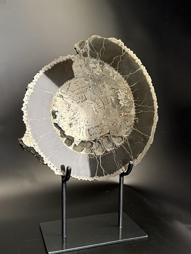 Аммонит Speetoniceras versicolor ПАРА 32х30 см