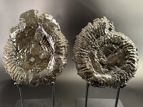 Аммонит Speetoniceras versicolor ПАРА 31х26 см