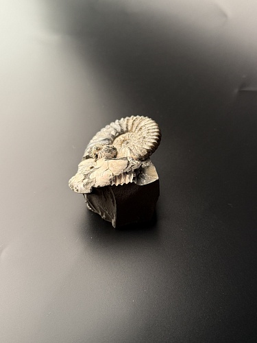 Аммонит Deshayesites volgensis 50х42 мм