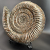 Аммонит Speetoniceras versicolor 49х40х15 см