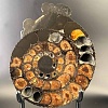 Аммонит Speetoniceras versicolor ПАРА 25х20 см