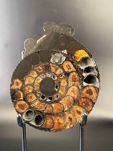 Аммонит Speetoniceras versicolor ПАРА 25х20 см