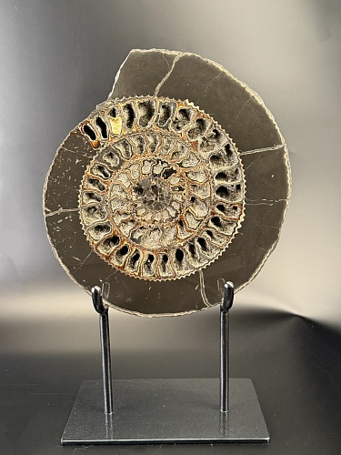 распил аммонита Speetoniceras versicolor ПАРА 30x26 см