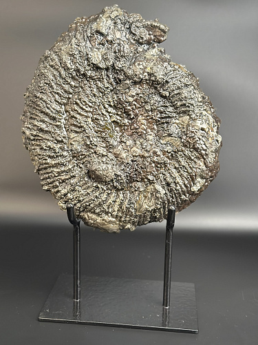 Аммонит Speetoniceras versicolor 31х27 см