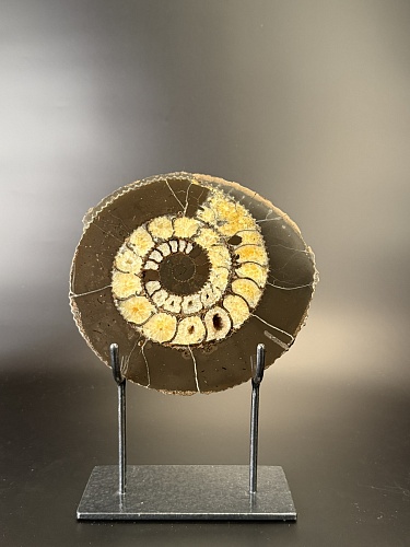 Аммонит Speetoniceras versicolor ПАРА 20х19 см