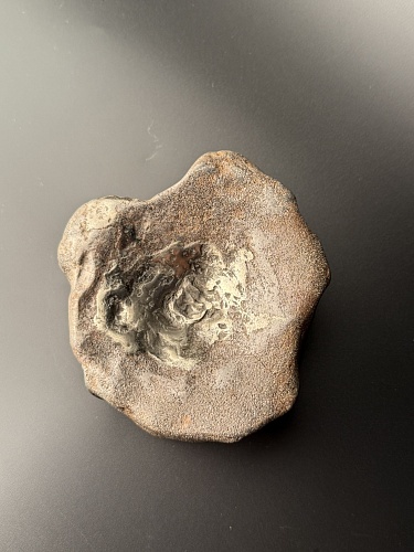 Позвонок ихтиозавра