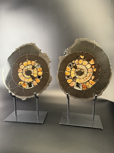 Аммонит Speetoniceras versicolor ПАРА  32х27 см