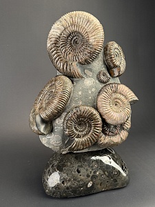Аммонит Speetoniceras versicolor
