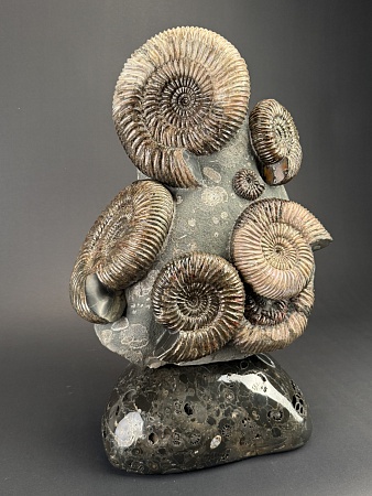 Аммонит Speetoniceras versicolor