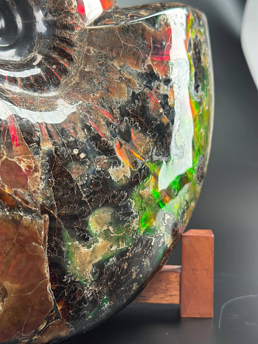 Аммонит Craspedodiskus discofalkatus красный перламутр 