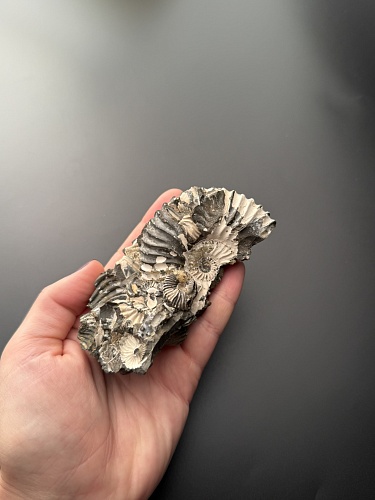 Аммонит Deshayesites volgensis 110 х 47 мм