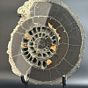 Аммонит Speetoniceras versicolor 31х27 см