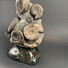 Аммонит Speetoniceras versicolor