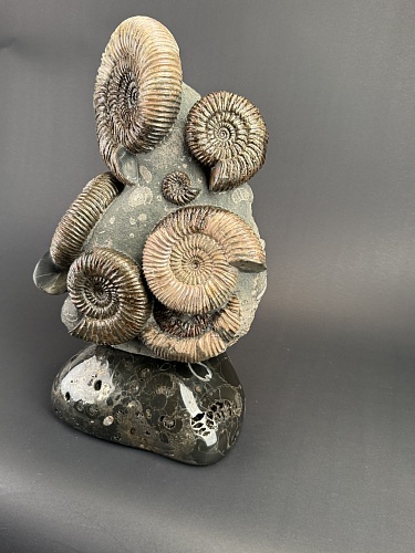 Аммонит Speetoniceras versicolor