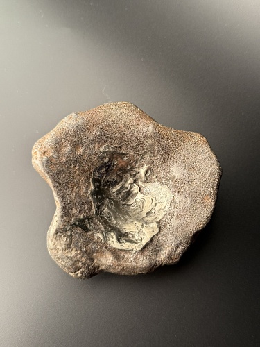 Позвонок ихтиозавра