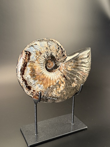 Аммонит Deshayesites imitator  210 х160мм