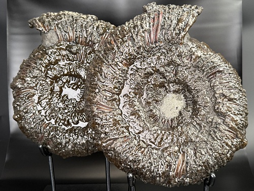 Аммонит Speetoniceras versicolor ПАРА 34 х 30 см