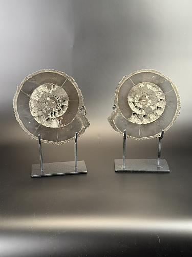 Аммонит Speetoniceras versicolor ПАРА 24х21 см