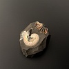Аммонит Aconeceras trautscholdi 45х35 мм