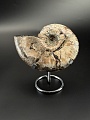 Аммонит Deshayesites  14х12 см