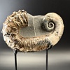 Развернутый аммонит Audouliceras 210х120х50 мм