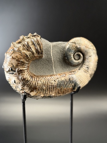 Развернутый аммонит Audouliceras 210х120х50 мм