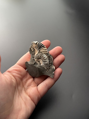 Аммонит Deshayesites volgensis 69х43 мм