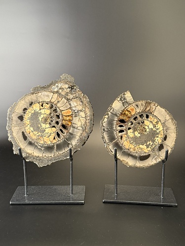 Аммонит Speetoniceras versicolor ПАРА 18х16 см