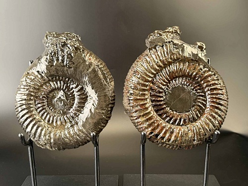 Аммонит Speetoniceras versicolor ПАРА 25х20 см