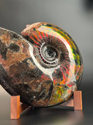 Аммонит Craspedodiskus discofalkatus красный перламутр 