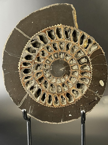 распил аммонита Speetoniceras versicolor ПАРА 30x26 см