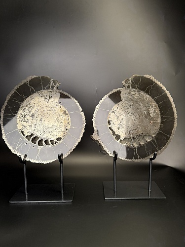 Аммонит Speetoniceras versicolor ПАРА 32х30 см