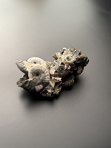 Аммонит Deshayesites volgensis 120х72 мм