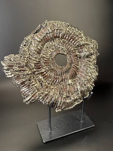 Аммонит Speetoniceras versicolor 27х25 см