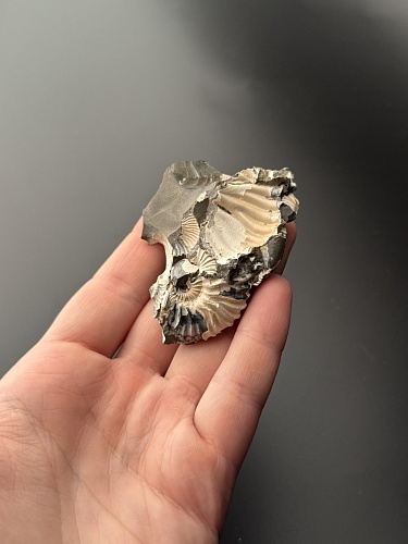 Аммонит Deshayesites volgensis 69х43 мм