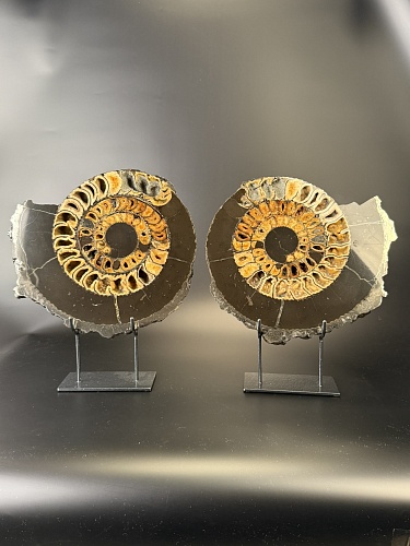 Аммонит Speetoniceras versicolor ПАРА 33х31 см