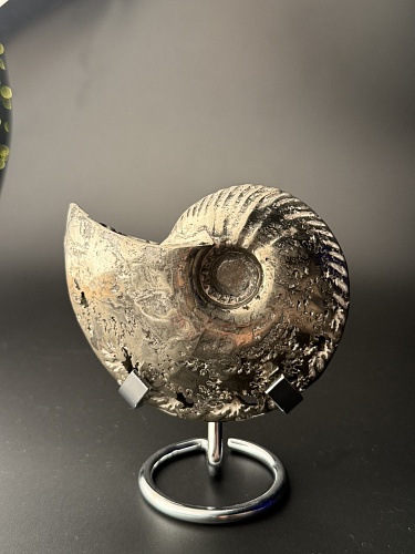 Аммонит Quenstedtoceras 98х80х34 мм