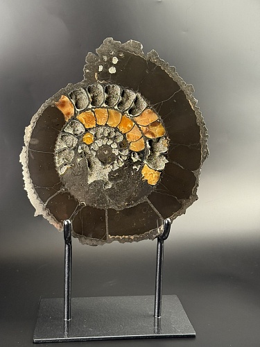 Аммонит Speetoniceras versicolor ПАРА 31х26 см