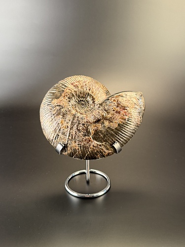 Аммонит Craspedodiskus discofalkatus  150х110 мм