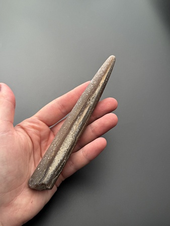 Белемнит 14 х 2 см