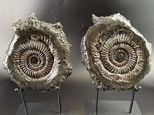 Аммонит Speetoniceras versicolor ПАРА 27х24 см 