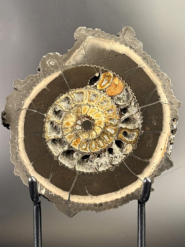 Аммонит  Speetoniceras versicolor ПАРА  24х22 см