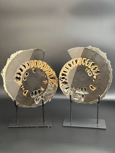 Аммонит Speetoniceras versicolor ПАРА 24х20 см    