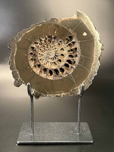 Аммонит Speetoniceras versicolor ПАРА 23х23 см