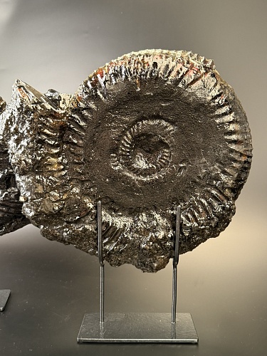 Аммонит Speetoniceras versicolor ПАРА 33х31 см