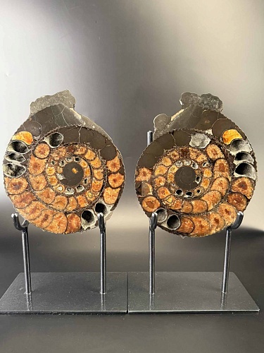 Аммонит Speetoniceras versicolor ПАРА 25х20 см