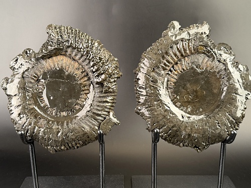 Аммонит  Speetoniceras versicolor ПАРА  24х22 см